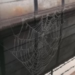 DSCF5991